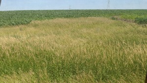 Hay 1 mile West at 9 acre CRP Waterway